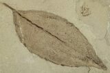 Fossil Leaf Plate - Green River Formation, Utah #325571-3
